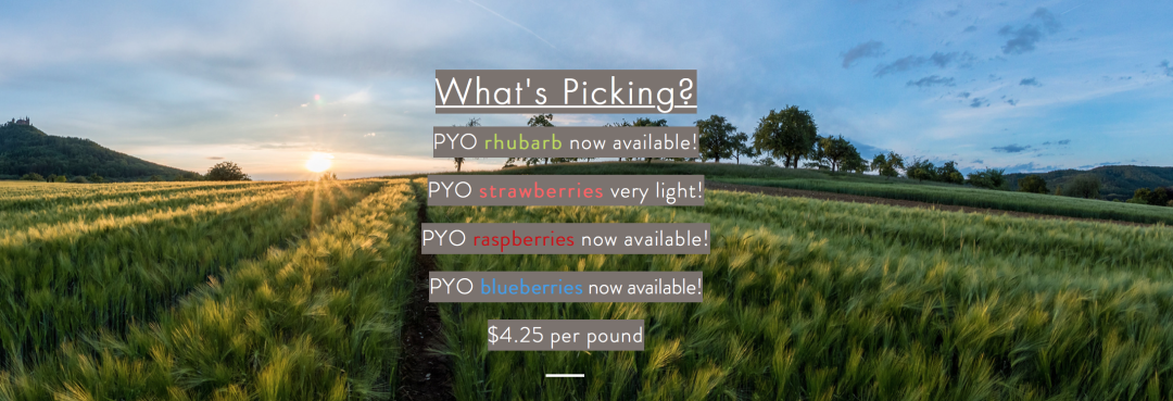 多伦多周边最美向日葵花海盘点：花期将近！打卡攻略码住收藏！