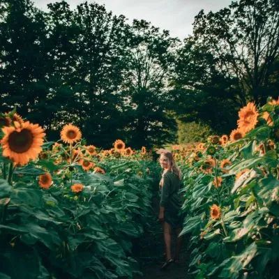 多伦多周边最美向日葵花海盘点：花期将近！打卡攻略码住收藏！