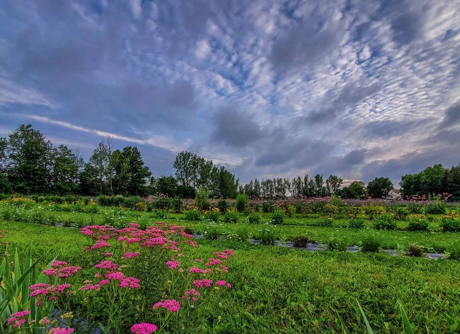 多伦多周边最美向日葵花海盘点：花期将近！打卡攻略码住收藏！