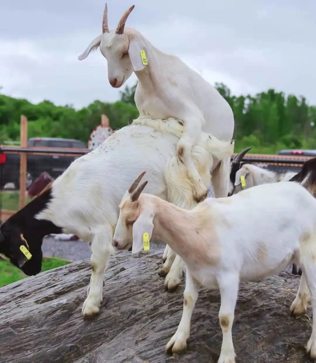 打卡The Big Apple：一个集中了游乐园动物园苹果园的非著名网红景点