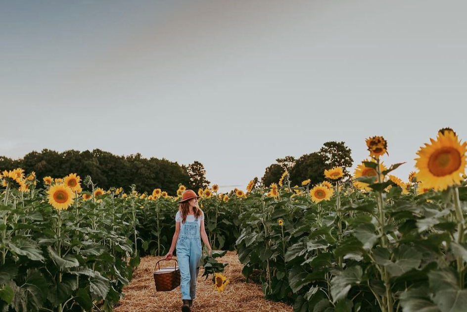 多伦多周边最美向日葵花海盘点：花期将近！打卡攻略码住收藏！