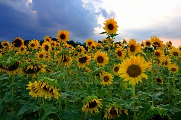 多伦多周边最美向日葵花海盘点：花期将近！打卡攻略码住收藏！