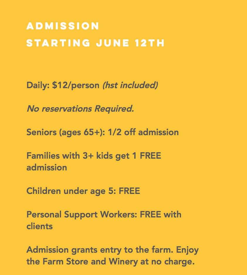 多伦多周边最美向日葵花海盘点：花期将近！打卡攻略码住收藏！