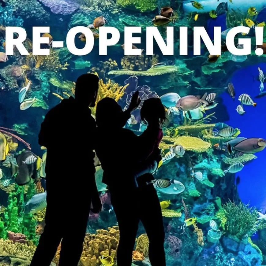 多伦多周边最美向日葵花海盘点：花期将近！打卡攻略码住收藏！