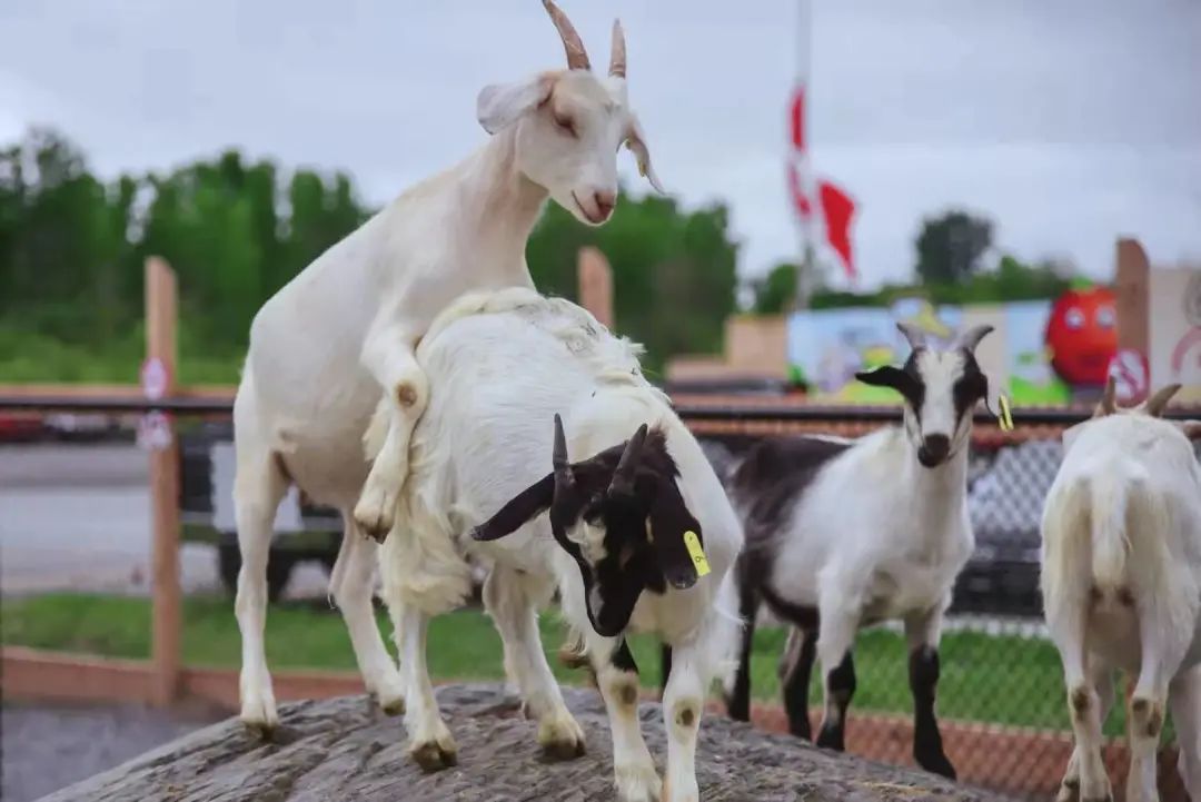 打卡The Big Apple：一个集中了游乐园动物园苹果园的非著名网红景点