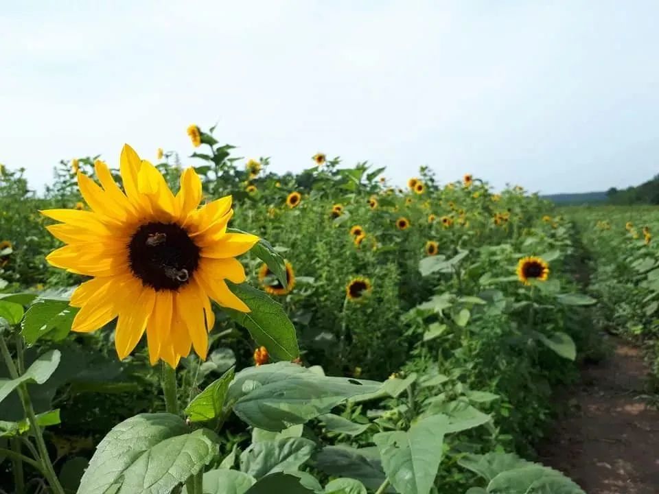 多伦多周边最美向日葵花海盘点：花期将近！打卡攻略码住收藏！