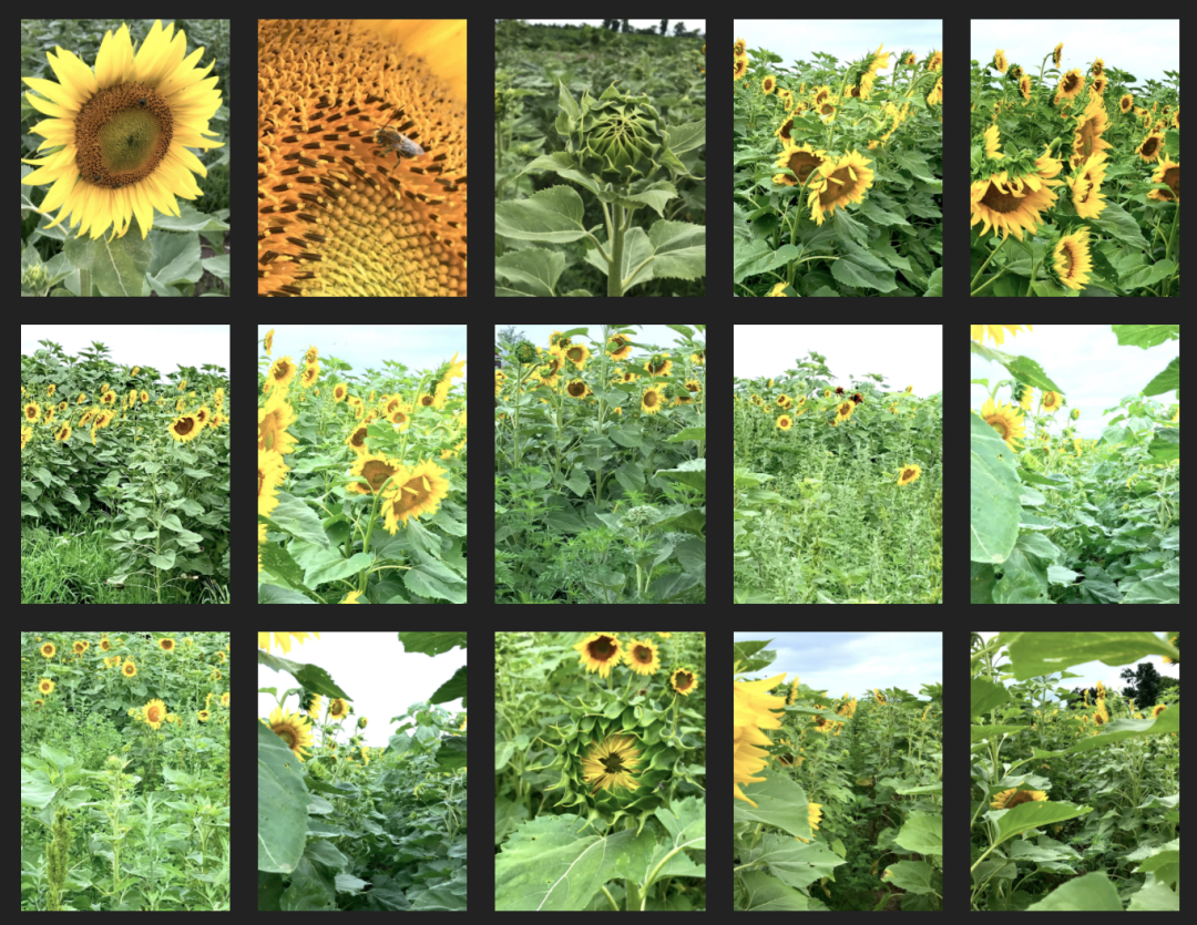 多伦多周边最美向日葵花海盘点：花期将近！打卡攻略码住收藏！