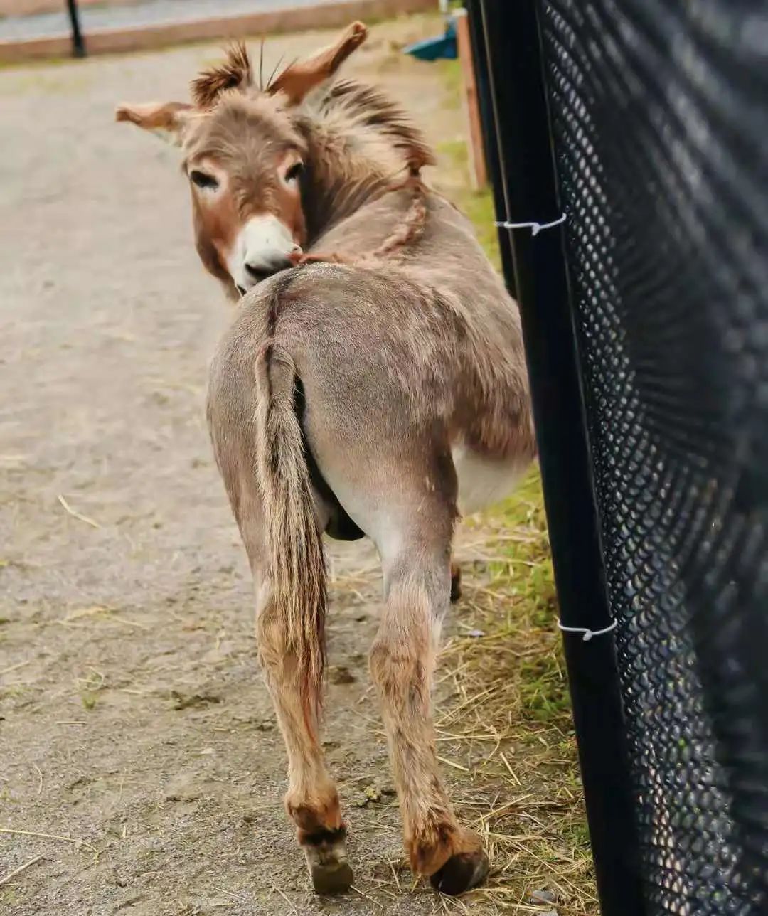 打卡The Big Apple：一个集中了游乐园动物园苹果园的非著名网红景点