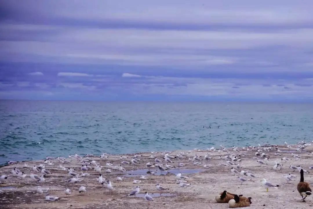 打卡Cobourg小镇：防疫超硬核！吃到了忍不住给小费的冰淇淋