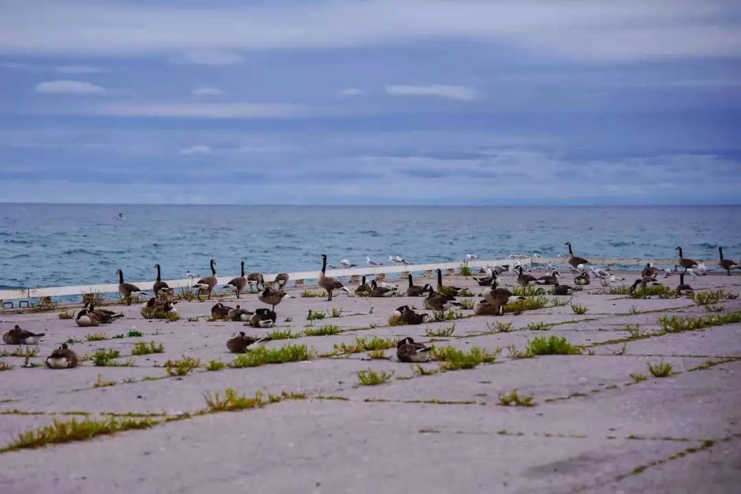 打卡Cobourg小镇：防疫超硬核！吃到了忍不住给小费的冰淇淋