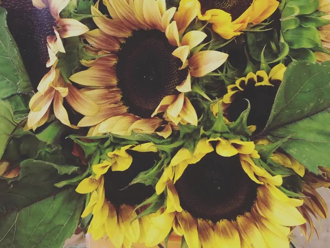 多伦多周边最美向日葵花海盘点：花期将近！打卡攻略码住收藏！