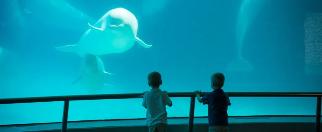 Marineland海洋乐园开啦！最新游园攻略了解一下