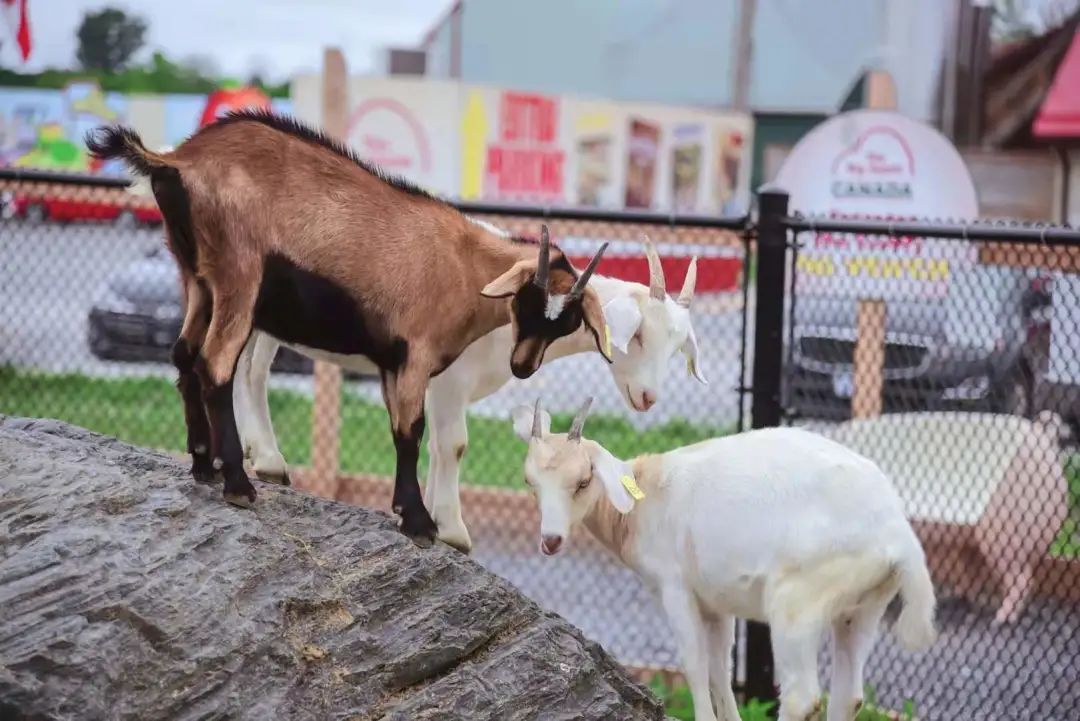 打卡The Big Apple：一个集中了游乐园动物园苹果园的非著名网红景点