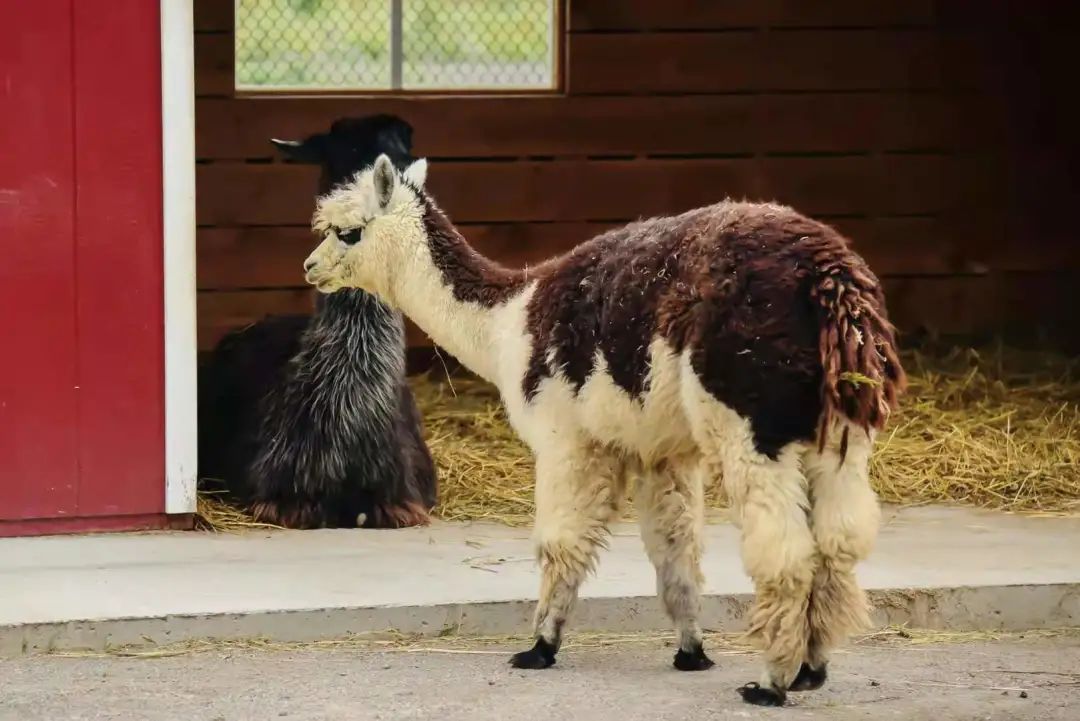 打卡The Big Apple：一个集中了游乐园动物园苹果园的非著名网红景点