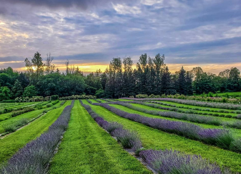 多伦多周边最美向日葵花海盘点：花期将近！打卡攻略码住收藏！