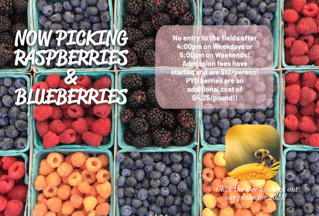 多伦多周边最美向日葵花海盘点：花期将近！打卡攻略码住收藏！