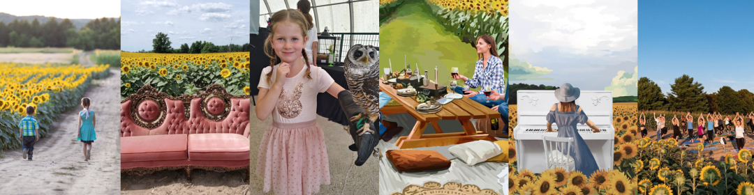 多伦多周边最美向日葵花海盘点：花期将近！打卡攻略码住收藏！