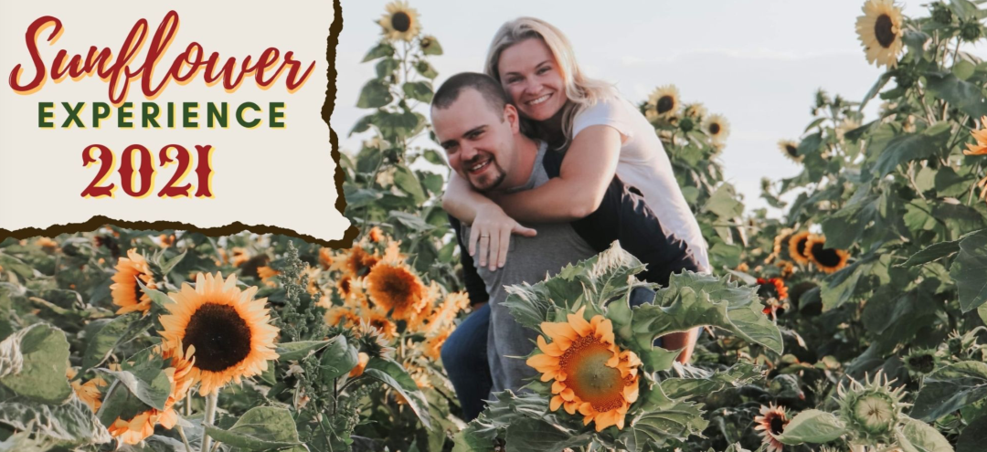 多伦多周边最美向日葵花海盘点：花期将近！打卡攻略码住收藏！