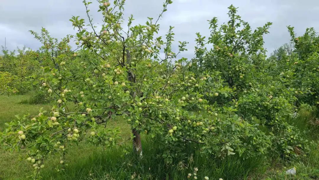 打卡The Big Apple：一个集中了游乐园动物园苹果园的非著名网红景点