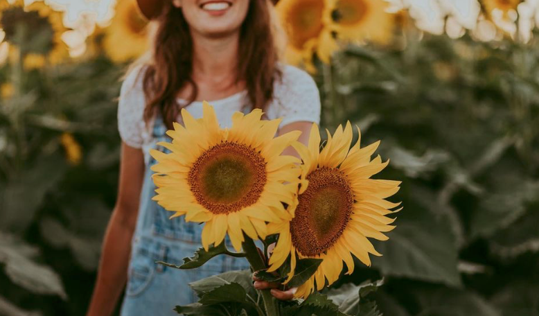 多伦多周边最美向日葵花海盘点：花期将近！打卡攻略码住收藏！