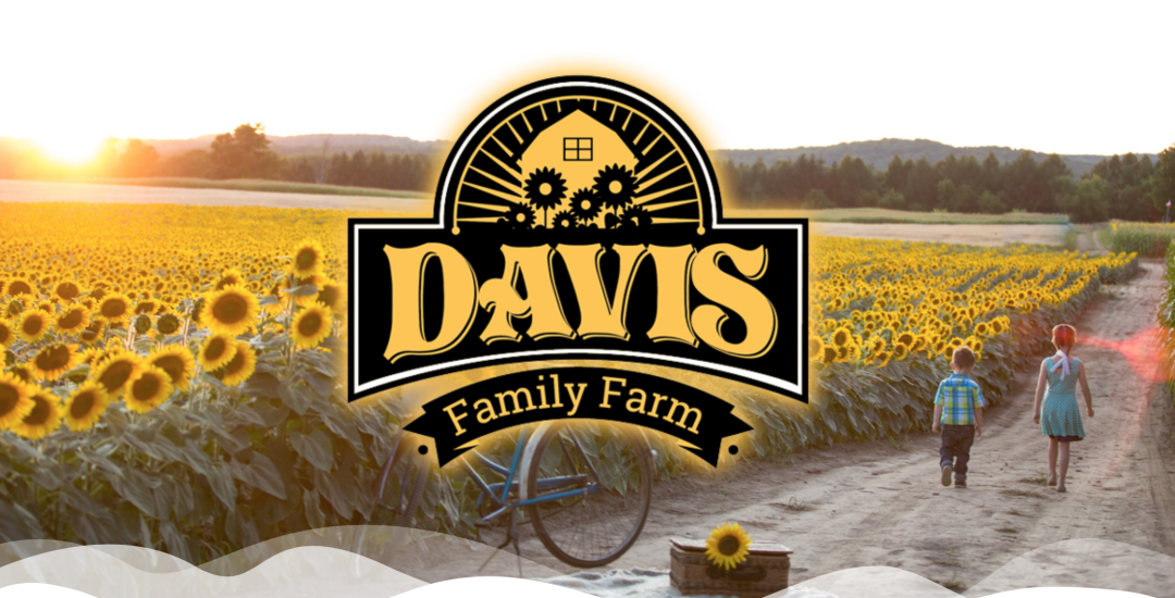 多伦多周边最美向日葵花海盘点：花期将近！打卡攻略码住收藏！