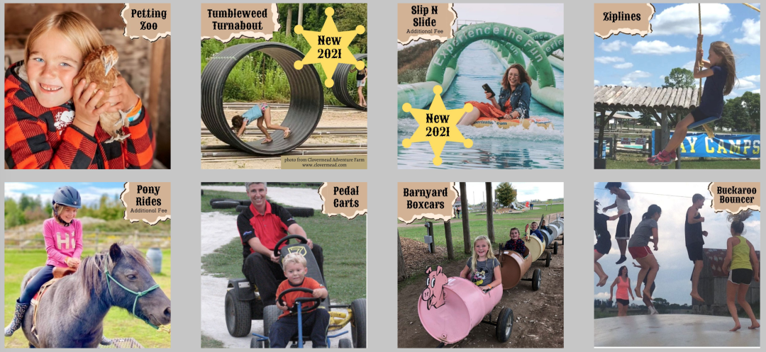 多伦多周边最美向日葵花海盘点：花期将近！打卡攻略码住收藏！