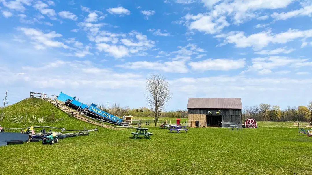 多伦多周边最美向日葵花海盘点：花期将近！打卡攻略码住收藏！