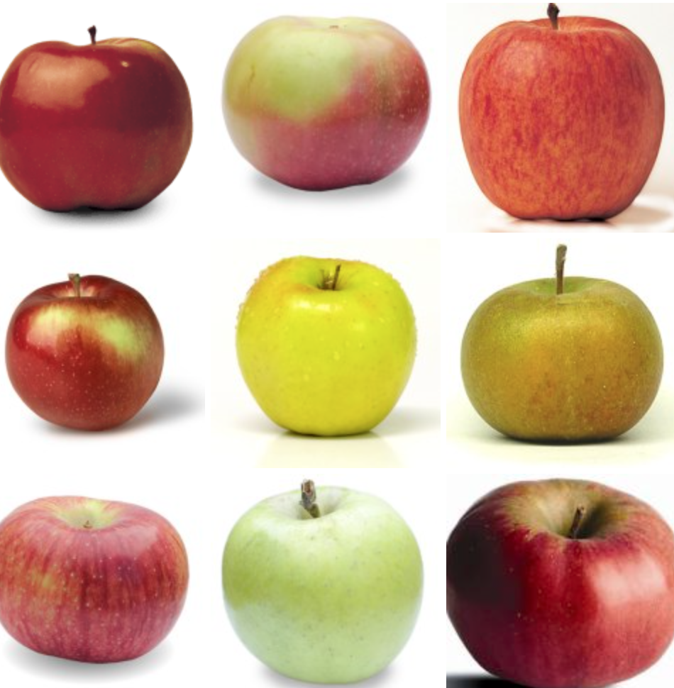 秋天的第一波摘水果：多伦多周边8个最好玩的摘苹果PYO果园！