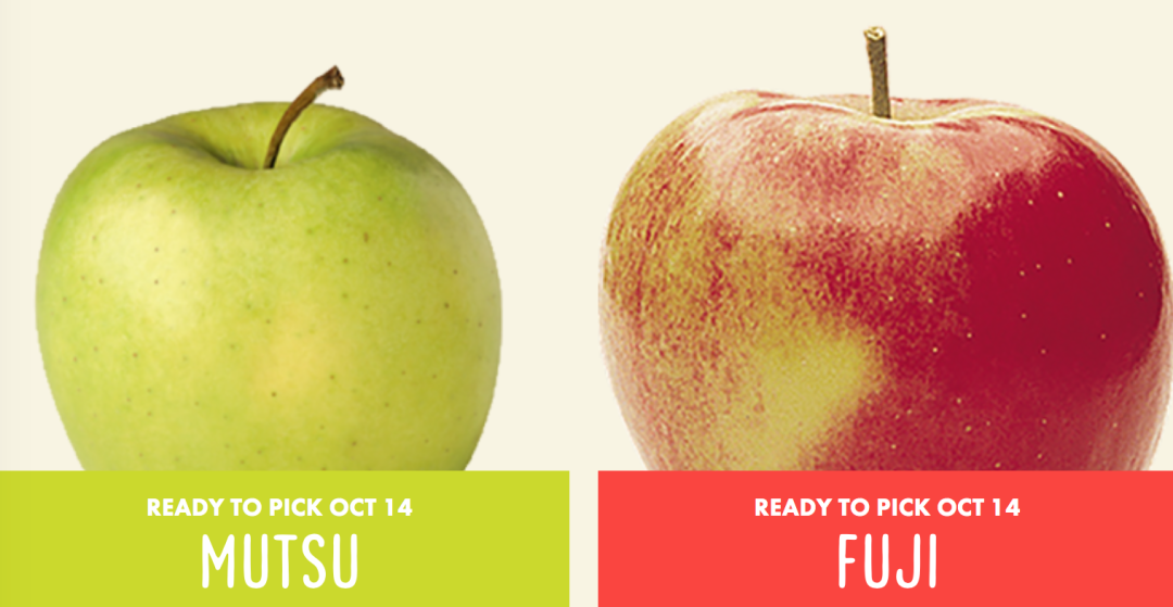 秋天的第一波摘水果：多伦多周边8个最好玩的摘苹果PYO果园！