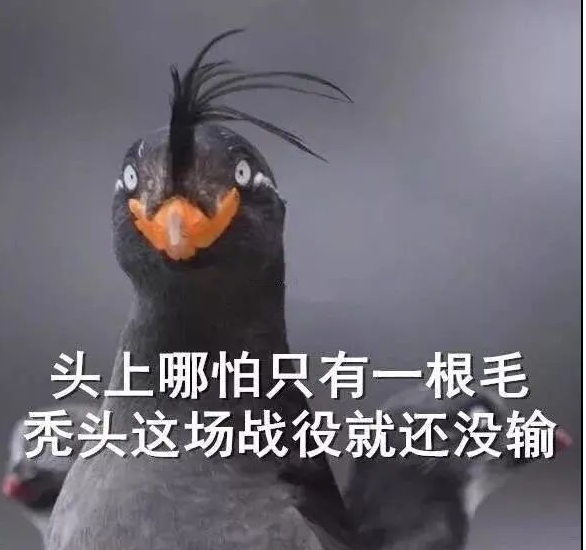 为了不秃踩过的雷：头上还有一根毛，这场battle就不算输