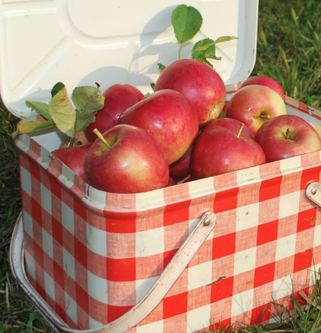 秋天的第一波摘水果：多伦多周边8个最好玩的摘苹果PYO果园！