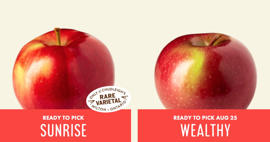 秋天的第一波摘水果：多伦多周边8个最好玩的摘苹果PYO果园！