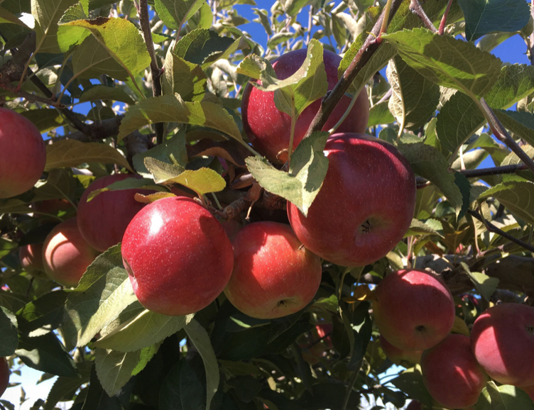 秋天的第一波摘水果：多伦多周边8个最好玩的摘苹果PYO果园！