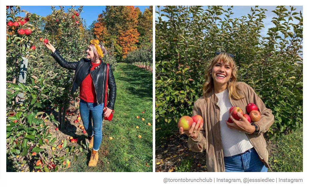 秋天的第一波摘水果：多伦多周边8个最好玩的摘苹果PYO果园！