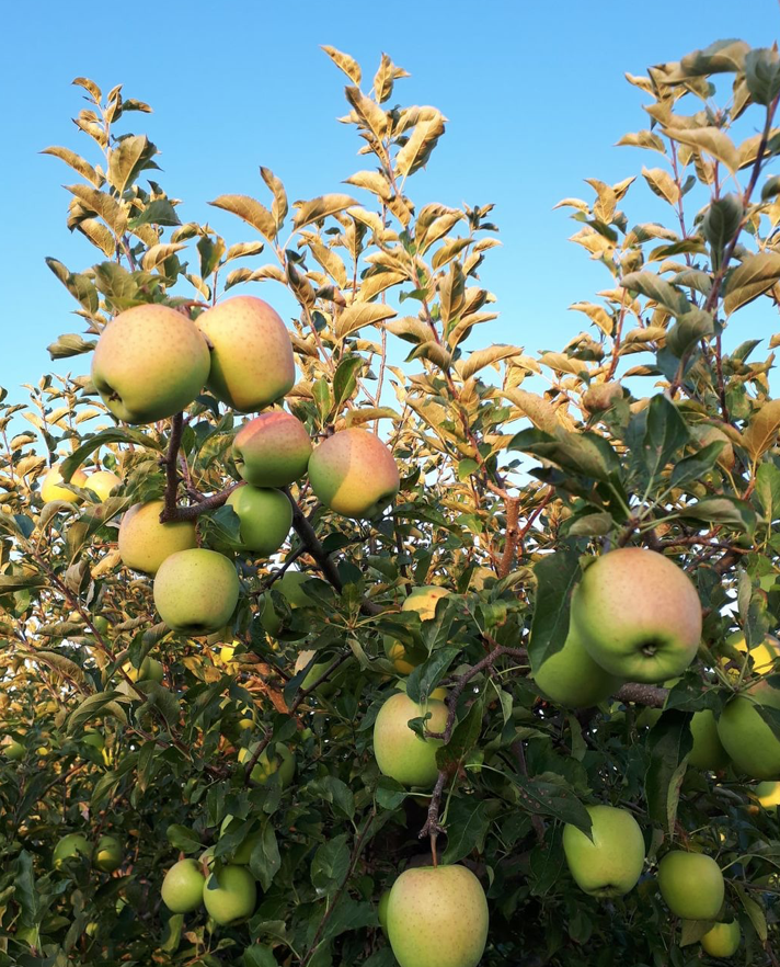 秋天的第一波摘水果：多伦多周边8个最好玩的摘苹果PYO果园！