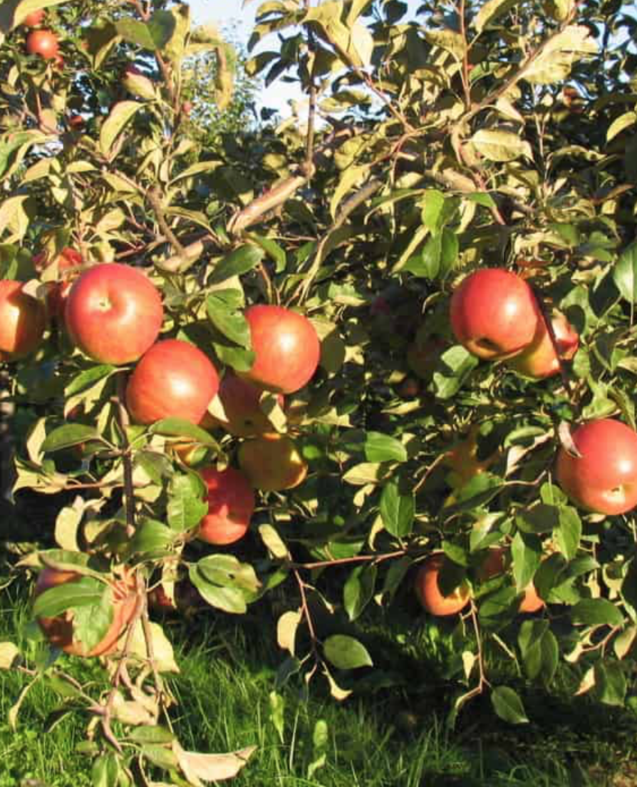 秋天的第一波摘水果：多伦多周边8个最好玩的摘苹果PYO果园！