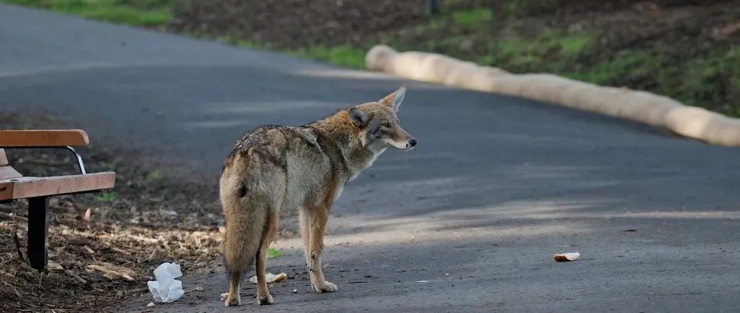 【本周超市特价】注意：这几款冷冻芒果召回了！加拿大已有感染病例！