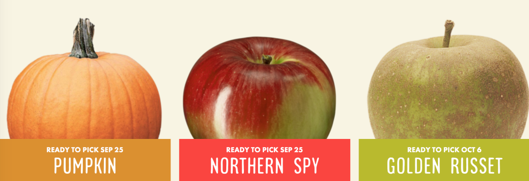 秋天的第一波摘水果：多伦多周边8个最好玩的摘苹果PYO果园！