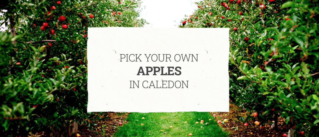 秋天的第一波摘水果：多伦多周边8个最好玩的摘苹果PYO果园！