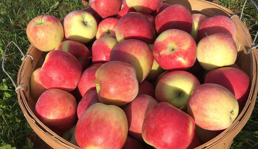 秋天的第一波摘水果：多伦多周边8个最好玩的摘苹果PYO果园！