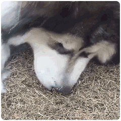 Costco门店实拍：“特别能吃苦”5个字，我做到了80%！