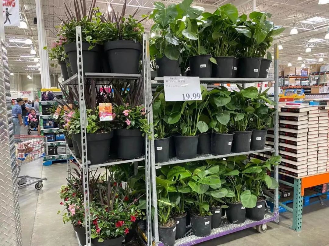 Costco门店实拍：“特别能吃苦”5个字，我做到了80%！