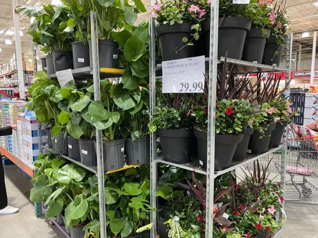 Costco门店实拍：“特别能吃苦”5个字，我做到了80%！