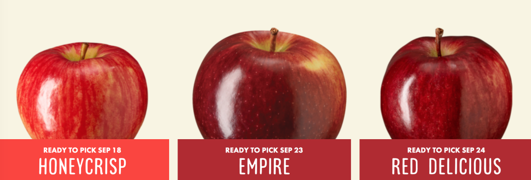 秋天的第一波摘水果：多伦多周边8个最好玩的摘苹果PYO果园！