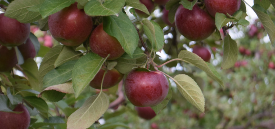 秋天的第一波摘水果：多伦多周边8个最好玩的摘苹果PYO果园！