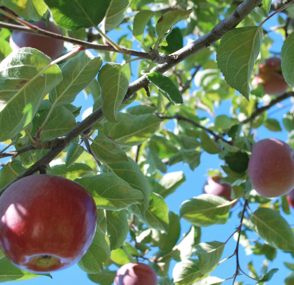 秋天的第一波摘水果：多伦多周边8个最好玩的摘苹果PYO果园！