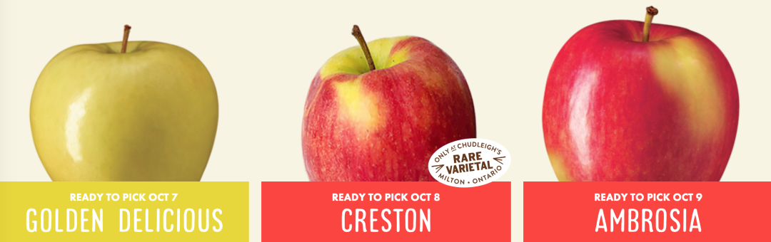 秋天的第一波摘水果：多伦多周边8个最好玩的摘苹果PYO果园！
