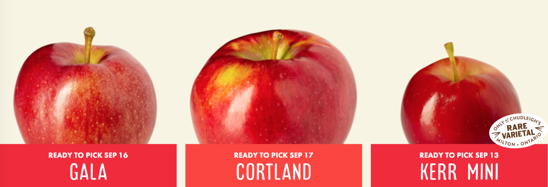 秋天的第一波摘水果：多伦多周边8个最好玩的摘苹果PYO果园！