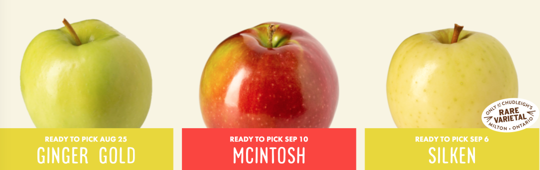 秋天的第一波摘水果：多伦多周边8个最好玩的摘苹果PYO果园！