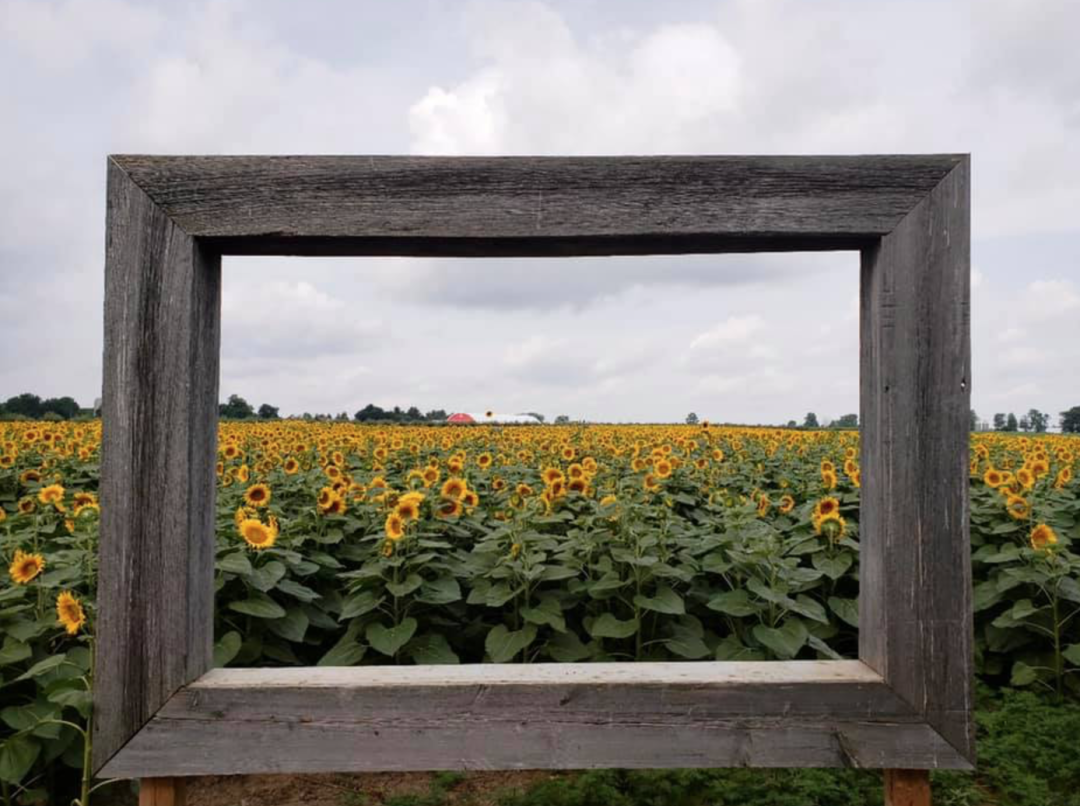 秋天的第一波摘水果：多伦多周边8个最好玩的摘苹果PYO果园！